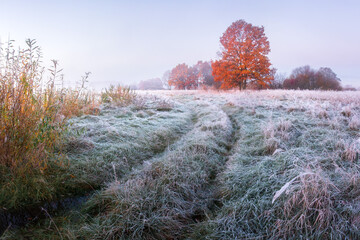 Landscape of late autumn. First frosts in the night on meadow.  Hoarfrost on grass. Yellow foliage on trees.