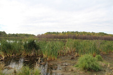 Wetlands, Strathcona Wilderness Centre, Alberta