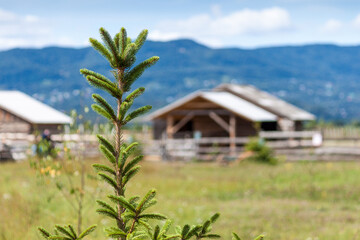 Fototapeta na wymiar Wooden mountain houses on green field in summer.