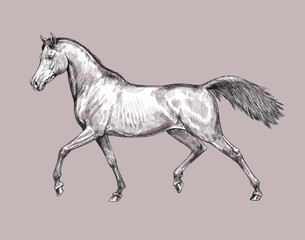 Beautiful arabian horse. Pencil portrait of a horse. Equine drawing.	