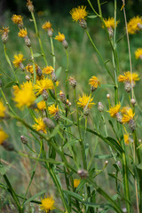 yellow flowers in a field