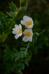 white flower in the garden