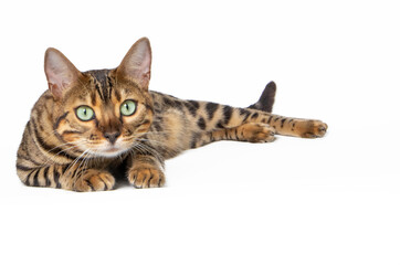 Bengal cat in photostudio