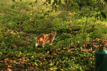 A cat on the grass