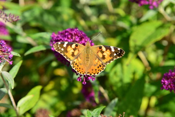 Tortoiseshell Butterfly, U.K. Summer Lepidoptera.