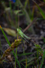 grasshopper on the grass
