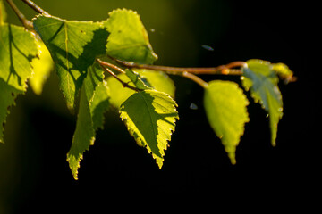 green birch leaves on the background of green nature