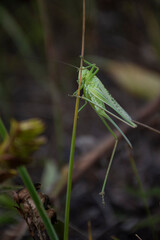 grasshopper on grass