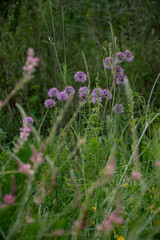 flowers in the garden