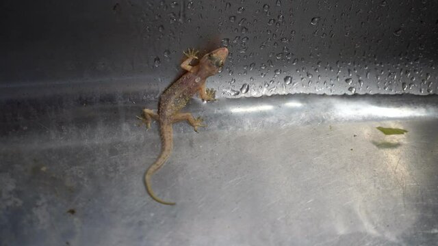 Common house gecko found in the washbowl, kitchen of Southeast Asia