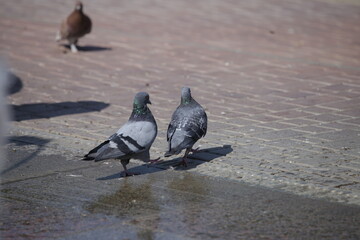 Two pigeons on the street