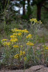flowers in the forest