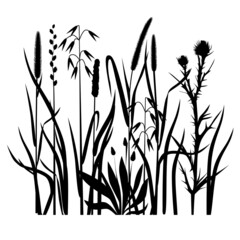 Silhouettes of cereals and field grasses on a white background