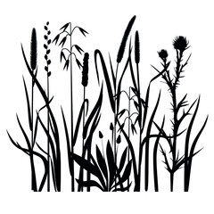 Silhouettes of cereals and field grasses on a white background