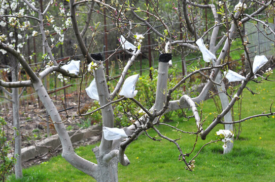 A branch of a fruit tree with a grafted new variety