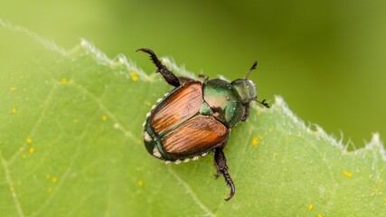 Beetle
