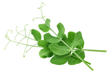 Pea leaf, isolated on white background, clipping path, full depth of field