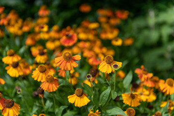 Close up of common sneezeweed (helenium autumnale) flowers in bloom