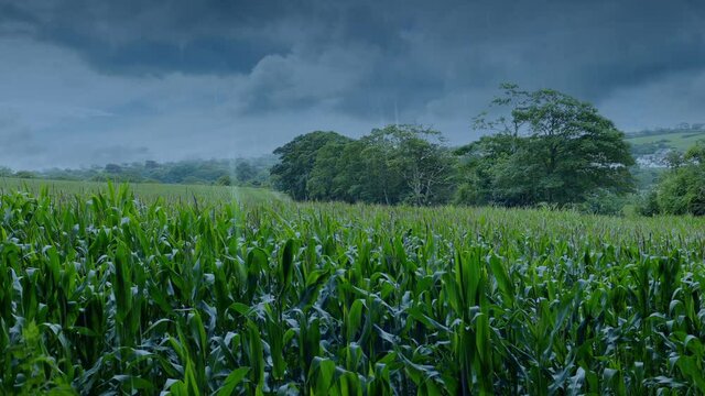 Corn Field Landscape On Rainy Day