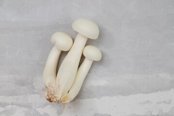 white edible mushrooms shimeji on ceramic background