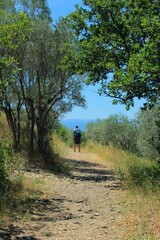 Fototapeta na wymiar A tourist, a white man in his thirties seen from his back, walks on Mont d'Or (Golden Mountain) by the olive tree garden in Manosque, Provence, in the Mediterranean area of European country of France.