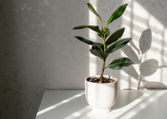 Ficus elastica (rubber tree) in the home interior. Light from the window with beautiful shadows on...