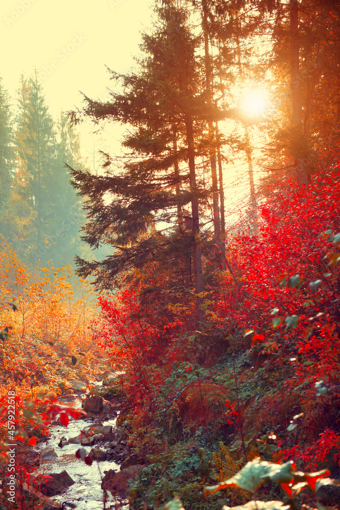 Wall mural Autumn landscape background. Beautiful Vertical picture of a colorful fall in mountains with river, trees with red and orange leaves. Pine trees silhouette in sunlight. Beautiful nature backdrop