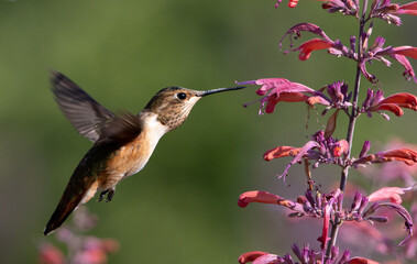Fototapeta na wymiar hummingbirds, hummingbird, flowers, birds bird