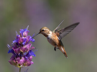 hummingbirds, hummingbird, flowers, birds bird