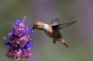 hummingbirds, hummingbird, flowers, birds bird
