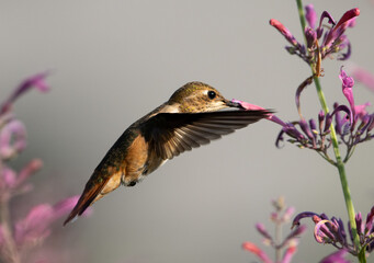 hummingbirds, hummingbird, flowers, birds bird