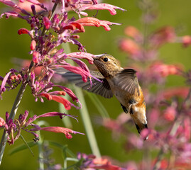 hummingbirds, hummingbird, flowers, birds bird