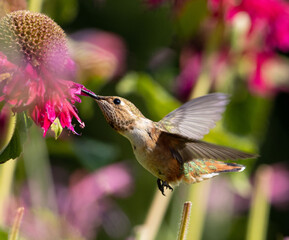 hummingbirds, hummingbird, flowers, birds bird