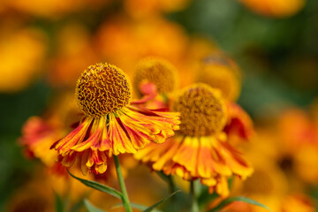 Close up of common sneezeweed (helenium autumnale) flowers in bloom