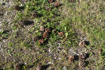 fallen pine cones lying in a meadow