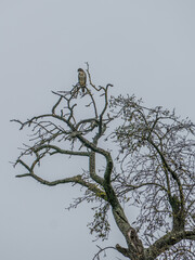 Greifvogel auf Baumkrone