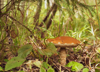 boletus edible with a red cap on a white leg in a summer forest. Look for mushrooms
