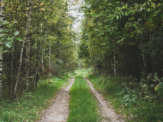 Obraz premium Green forest road. Road way in forest. Summer forest road view