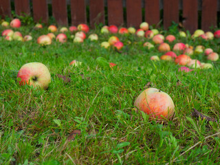 ripe apples fall from the tree to the ground