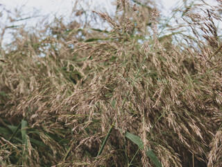 Fototapeta premium background of gloomy swampy thickets of grass