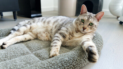 Funny beautiful Bengal cat lying in his crib. Silver spotted kitten stock photo. close up