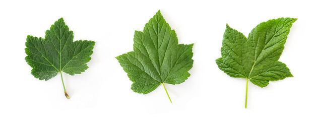 Currant leaf isolated on white background