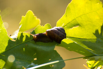 little brown snail on a green oak leaf © Paulina
