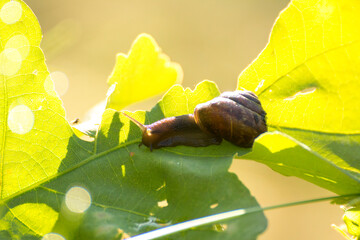 little brown snail on a green oak leaf © Paulina