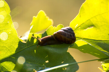 little brown snail on a green oak leaf © Paulina