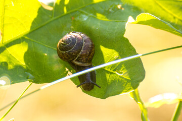 little brown snail on a green oak leaf © Paulina