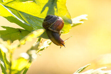 little brown snail on a green oak leaf © Paulina