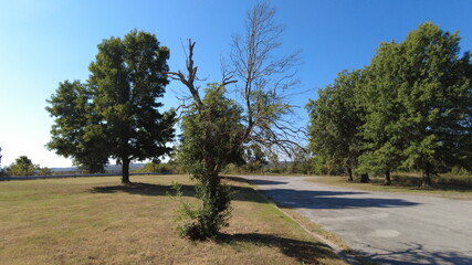 Angst Dead Resurrected Life in Death Oak Tree Ancient Green Limbs Crooked Generic  2