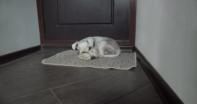 Sad beauty silver miniature schnauzer terrier dog, white terrier dog waiting for the owner under the door, on the door carpet. Home alone. Stress and anxiety emotion, dog sadness and loneliness