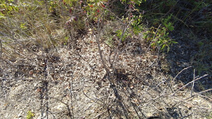 Generic Brush Scrub Plant Brown Green Arid